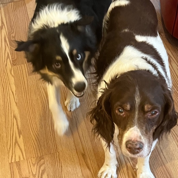 Meet your Posher, Jeanie - Picture 4 of 16